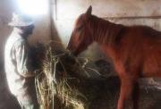 Rescatan caballos del contrabando; fueron encontrados golpeados, ciegos y mutilados