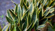 Cómo cuidar una sansevieria o lengua de suegra en exteriores y evitar que sus hojas se quemen con el sol