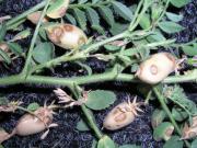 En varios lotes de Córdoba confirmaron la presencia de la “rabia del garbanzo”