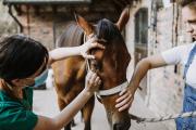 Atención a la encefalomielitis equina