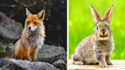 Cómo influyeron los humanos en el tamaño de los animales