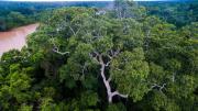 Tan valioso como el oro: el árbol de América del Sur que genera ganancias millonarias