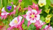 La planta que florece toda la primavera y le da color al jardín