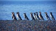No es Puerto Madryn: el pueblo para avistar pingüinos y lobos marinos