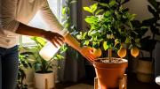 Árbol limonero: por qué recomiendan regarlo con agua de arroz y cuáles son los beneficios