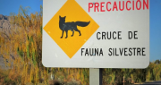 San Juan avanza en la creación del mapa de fauna atropellada y surge un dato que sorprende