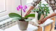 Pocos lo saben: cómo cuidar una orquídea en primavera para que estalle de flores en verano