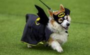 Más de 100 equipos en una carrera de corgis en Lituania