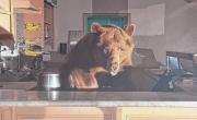 El oso que quería “despachar” helados