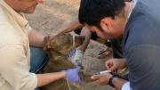 En lo que va el año se detectaron 75 casos de leishmaniasis visceral canina 