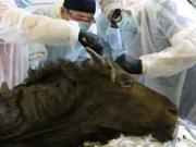 Un equipo de científicos intentará revivir un bisonte extinguido hace unos 9000 años