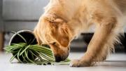 Ni romero, ni limonero: la planta que es beneficiosa para tu perro y debes tener en casa