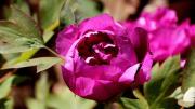 Ni petunias ni margaritas: la planta de flores irresistibles que llevará tu jardín directo a Pinterest
