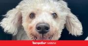 Una pitbull irrumpió en una casa matando y llevándose al perro de la familia