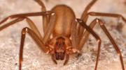 Cómo evitar la presencia de la araña violinista usando un poco de ajo: truco casero efectivo