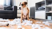 Qué significa que tu mascota rompa las cosas en casa y cómo prevenir este problema