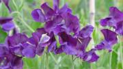 Mejor que la lavanda: la planta que debes sembrar en primavera para tener un jardín colorido en 2026