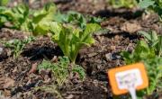 Las 5 plantas que no pueden faltar en tu huerta esta primavera para cosechar en verano