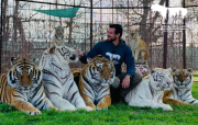 “Nunca es seguro”: el comunicado de PETA tras la muerte de un cuidador mutilado por un tigre