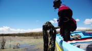 El lago Titicaca pierde vida, peces y habitantes por el avance de la contaminación