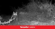 Monte León: Captaron imágenes de una madre gato de pajonal y sus crías