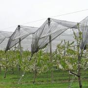 Fábrica de malla antigranizo permanece amedias pese a recurrencia de granizadas