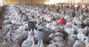 Avicultores denuncian irregularidad en la dotación del maíz de Emapa y advierten afectación en el precio del kilo de pollo