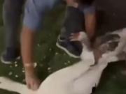 Robó dos gansos de los lagos de Palermo y los llevó a nadar en su pileta: grabó todo y lo publicó en sus redes