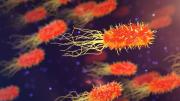 Salud: científicos descubren la relación de las bacterias intestinales con las neuronas