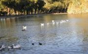 Insólito: un joven se robó dos gansos de los lagos de Palermo y ahora lo busca la policía