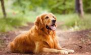 Si no te gustan los perros y no sabés por qué, este estudio tiene la respuesta: qué dicen los psicólogos