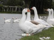 Un ioven se robó dos gansos de los lagos de Palermo