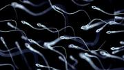 Microrrobots hechos con espermatozoides, la nueva esperanza contra la infertilidad