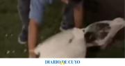 Robó dos gansos de los Lagos de Palermo y los llevó a nadar a la pileta de su casa