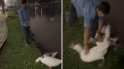 Indignación: se robó dos gansos de los Lagos de Palermo y lo busca la Policía