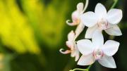 Ni abono casero ni riego: lo que debes hacer con tus orquídeas en primavera para tener flores todo el verano