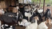 Tupiza: Matan a 45 animales en medio de una disputa familiar