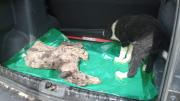 Maltrato animal: Alma de Diamante y Angelita, las dos perras que rescataron en la Isla Jordan y esperan el milagro