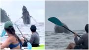 Espectáculo en Costa Rica: Ballenas jorobadas saltaron sincronizadamente y sorprendieron a los kayakistas
