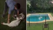 De no creer: un joven se robó dos gansos de los Lagos de Palermo y ahora lo busca la Policía