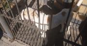 Maltrato animal en Berisso: rescataron a un perro desnutrido y detuvieron al dueño