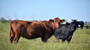 El Gobierno elimina retenciones a carnes bovinas y avícolas hasta octubre de 2025