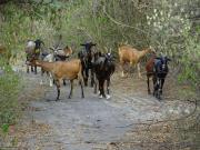 Comunidad campesina denuncia biocidio de 45 chivos en Potosí