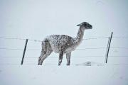 Mueren 27.000 guanacos por año en alambrados en Patagonia: un equipo trabaja por la protección