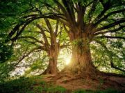 Cuál es el árbol más fuerte del mundo