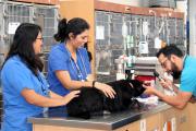 Colegio de Médicos Veterinarios de Tarija exige que solo el Senasag realice los controles al sector
