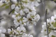 Primavera en el Alto Valle: estalla la floración y el INTA invita a una salida fotográfica  