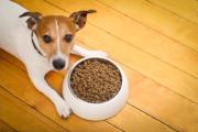 Detectan la venta de alimento para mascotas con fechas caducadas