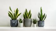 Pocos lo saben: estos son los cuidados que debe recibir una sansevieria o lengua de suegra en primavera