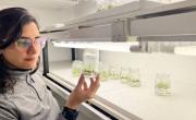 GANÓ LA CIENCIA Y LA CERVEZA: investigadores del CONICET logran una cebada para hacer esa bebida más rápido y mejor